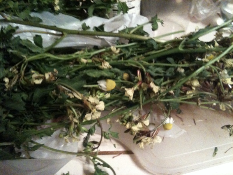 photo(2)