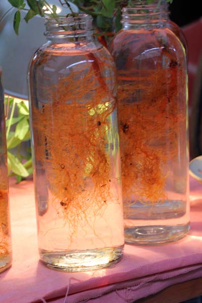 ArtisinalLAJars